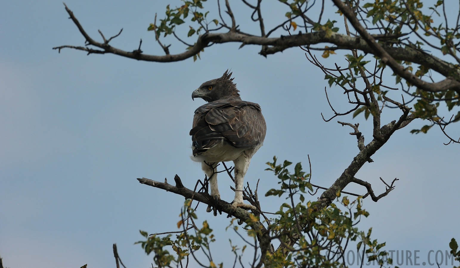 Polemaetus bellicosus [550 mm, 1/3200 Sek. bei f / 8.0, ISO 1000]